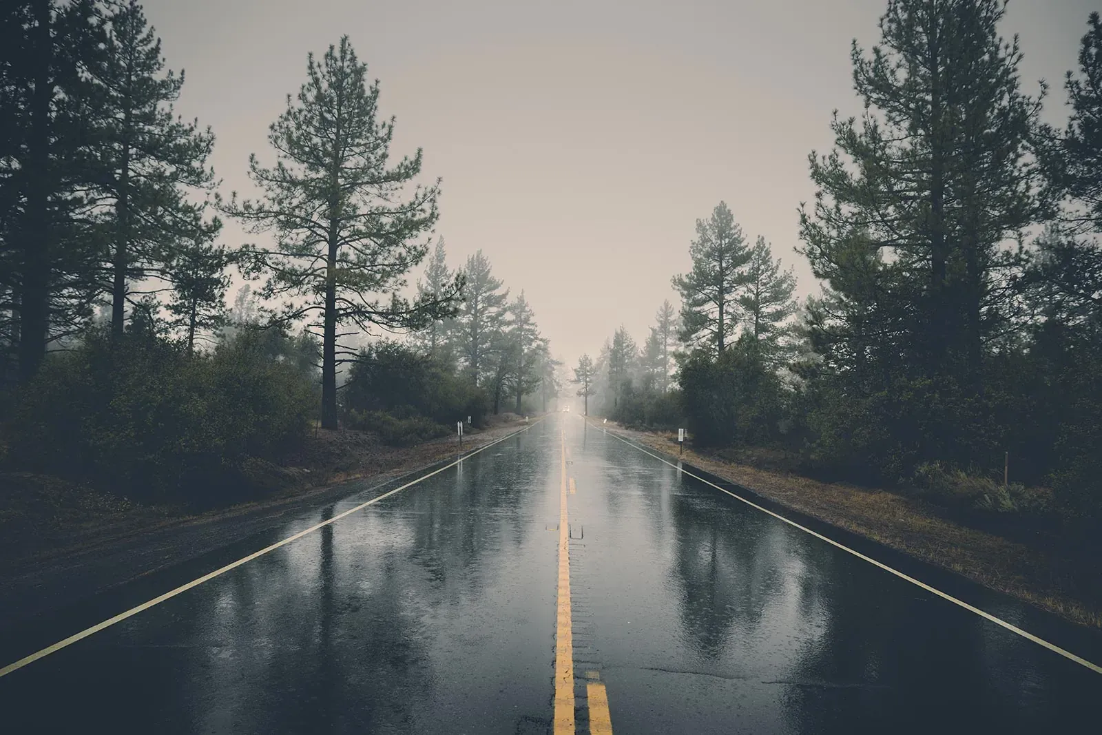 A wet highway with a yellow centre line running into fog between tall pine trees